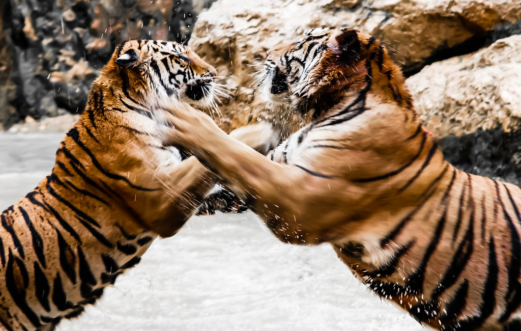 Fighting Tigers